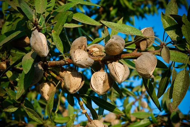 Mature almonds, ready for harvest