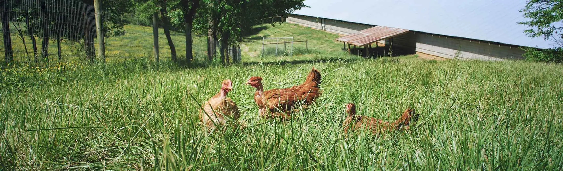 Poulet Rouge chickens
