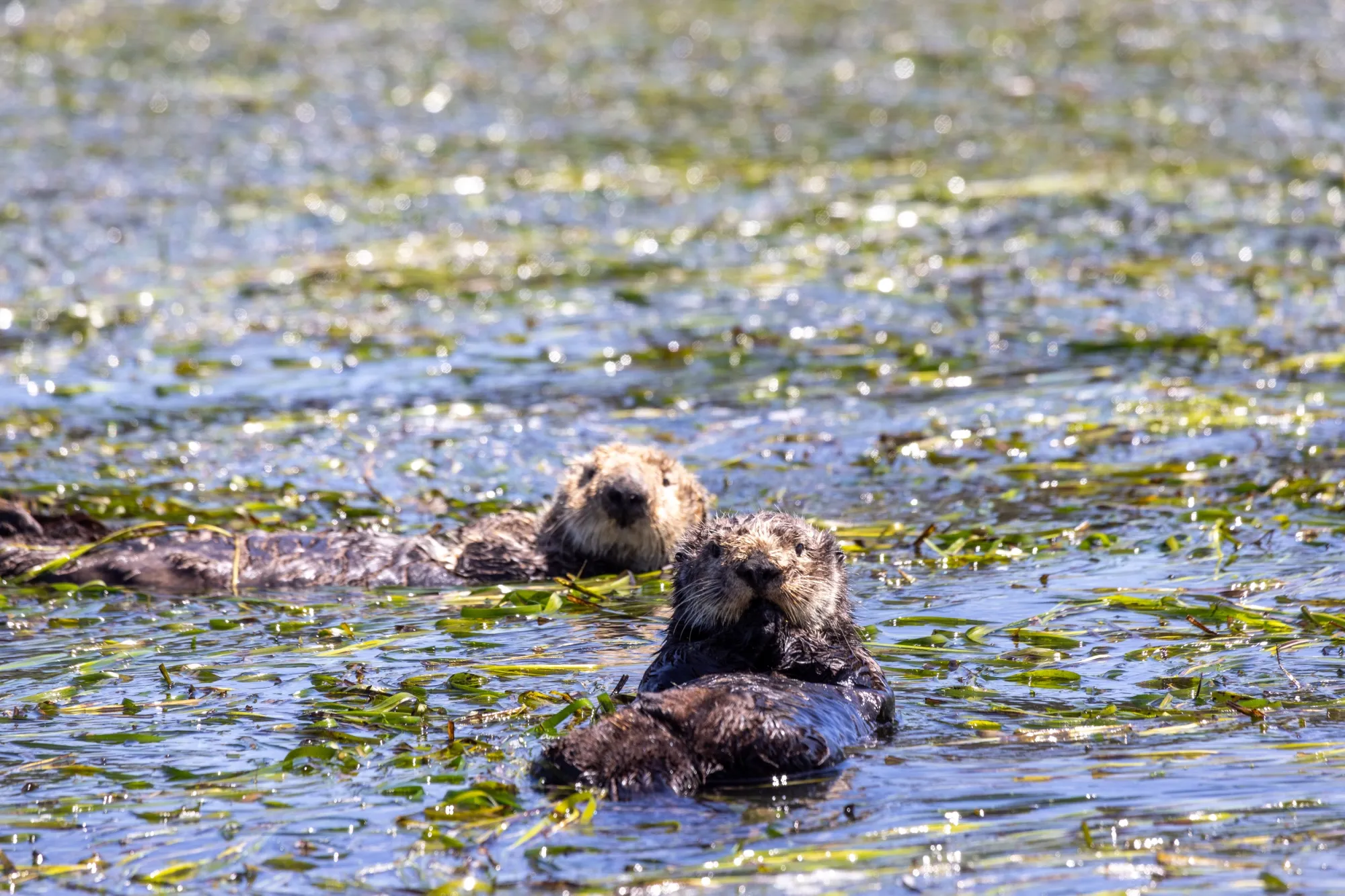 Sea otters float&nbsp;on eel grass at Elkhorn Slough in Moss Landing, California.