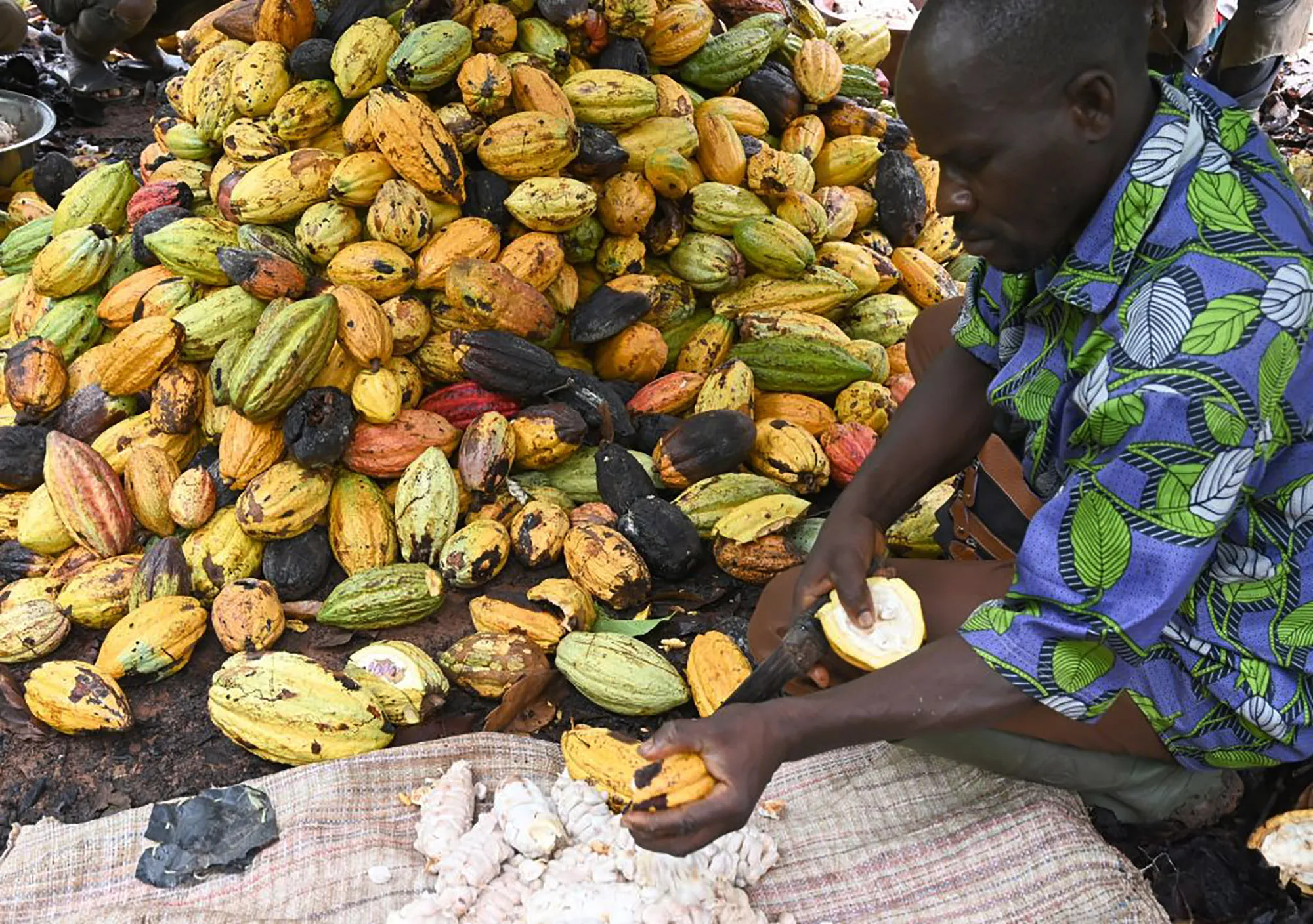 An&nbsp;cocoa plantation near Sinfra, Ivory Coast.&nbsp;