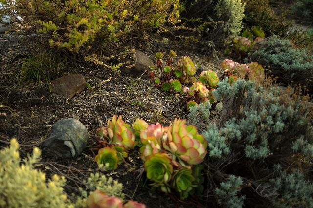  Succulents and other fire-resistant plants in Nelda Barchers' garden.