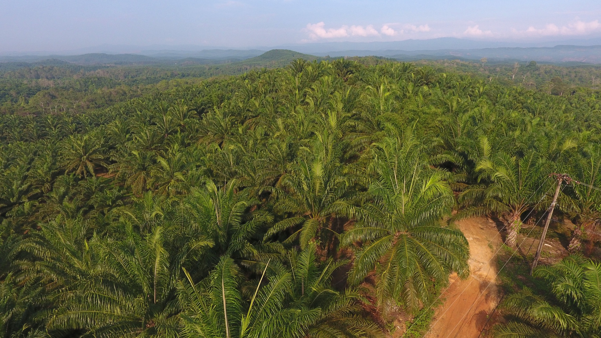 Verifying current and historical sustainable palm oil cultivation