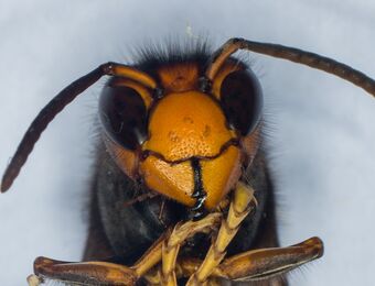 relates to Climate Crisis: Bee-Eating Hornets Are Just the Start of Our Alien Invasion Woes