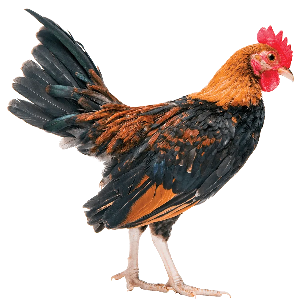 1487111277_0917P_FEATURE_AGRISTAT_17-2