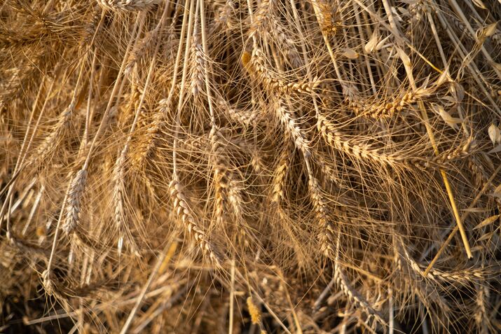 Wheat