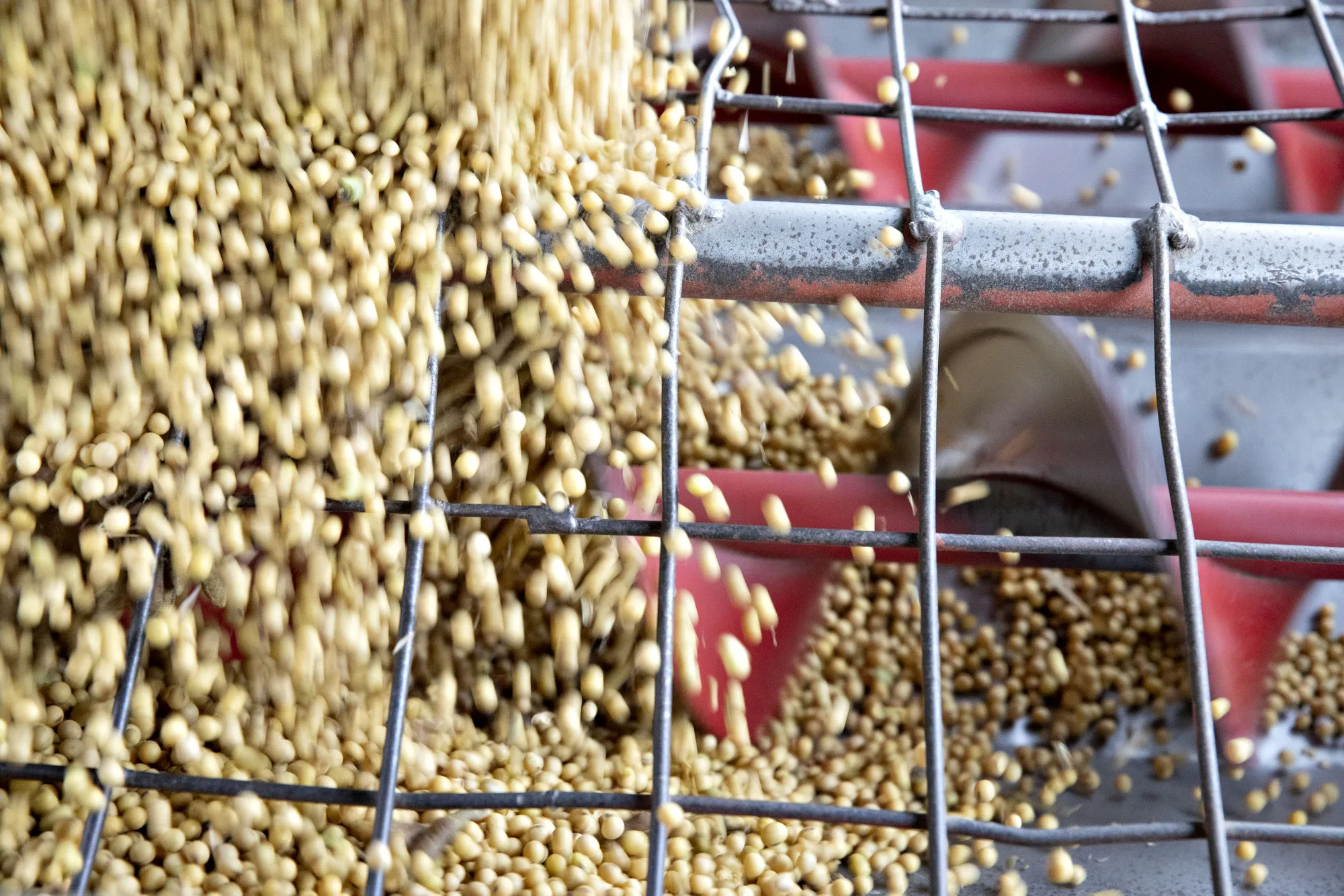 Hedge Funds Go All In On Soybeans As Bull Wagers Jump Sevenfold