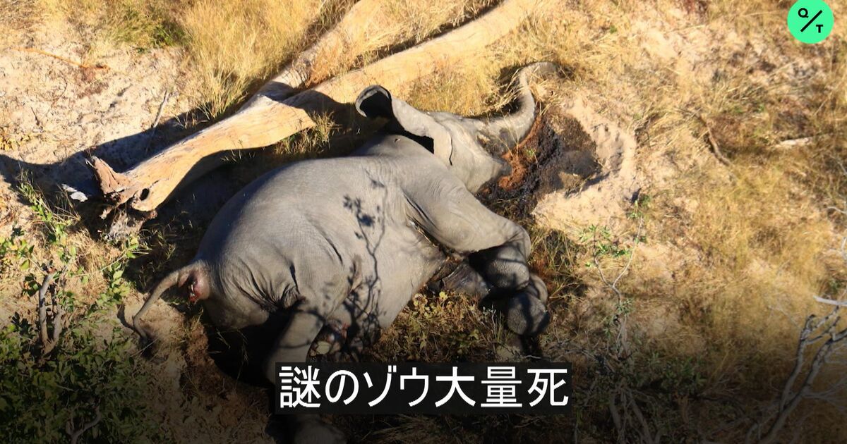 死んでる象 ボツワナ：謎のゾウ大量死 – Bloomberg