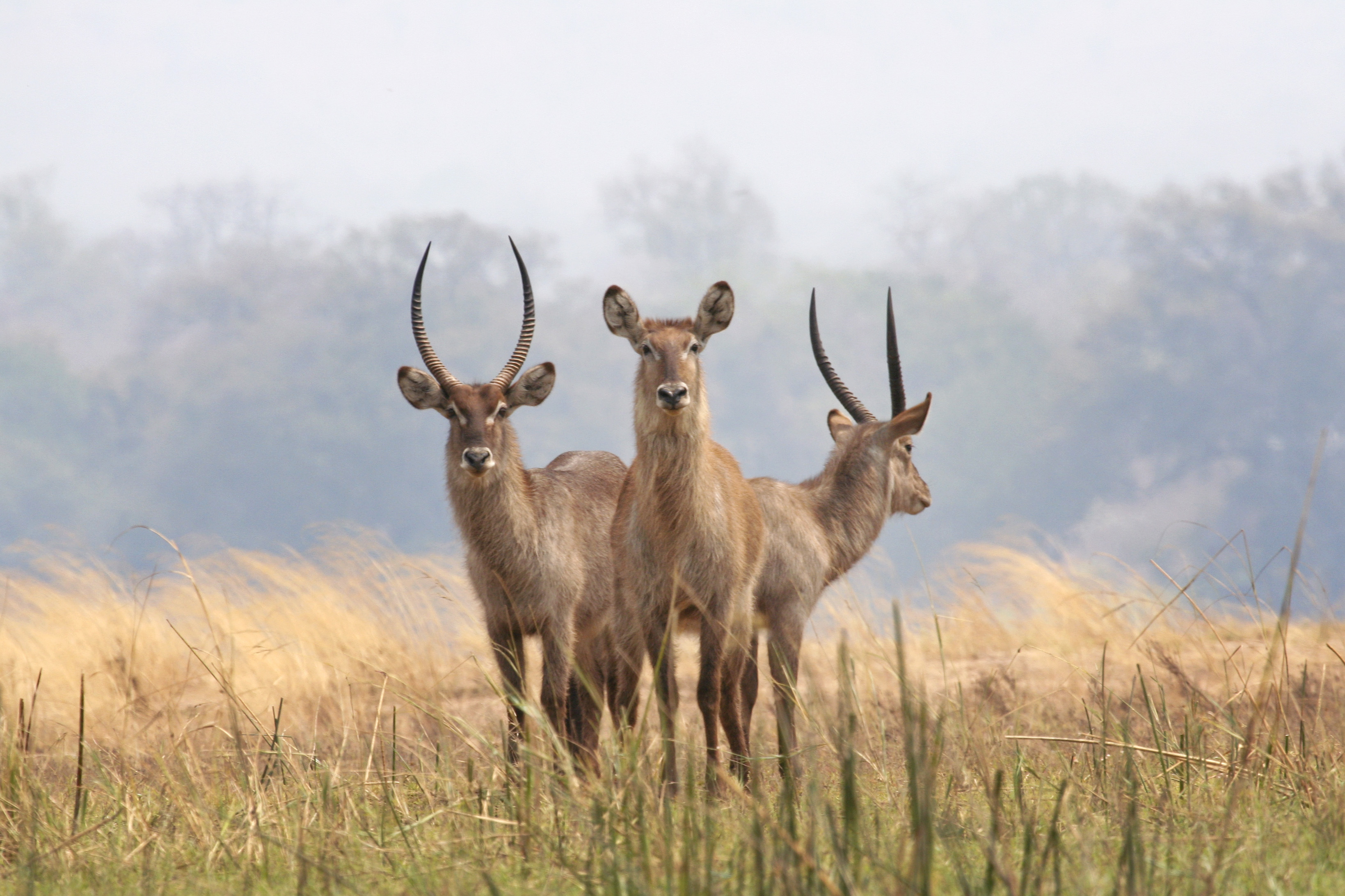 zimbabwe-unesco-world-heritage-site-mana-pools-targeted-for-oil
