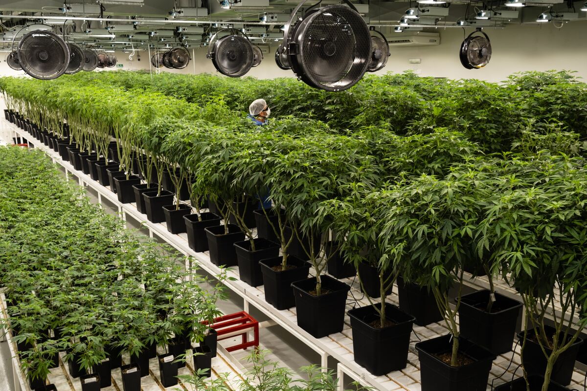 Uruguay Cannabis Firm Seeks Up to 30 Million as Capital Returns Bloomberg