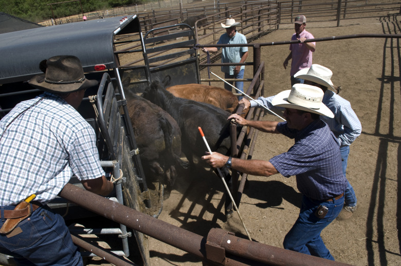 Ranchers round up cattle to sell to another farm at Tellam &amp; Tellam Cattle in Ramona, California, U.S.