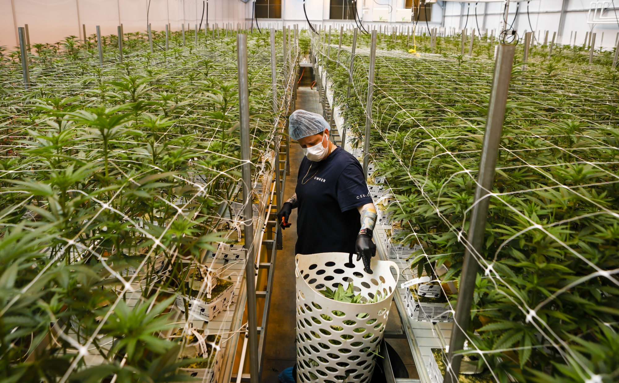 A worker trims leaves of young cannabis plants in a greenhouse in Indiantown, Florida. Photographer: Eva Marie Uzcategui/Bloomberg
