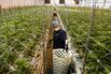 Cannabis 1Q Sales Favor Multistate Operators