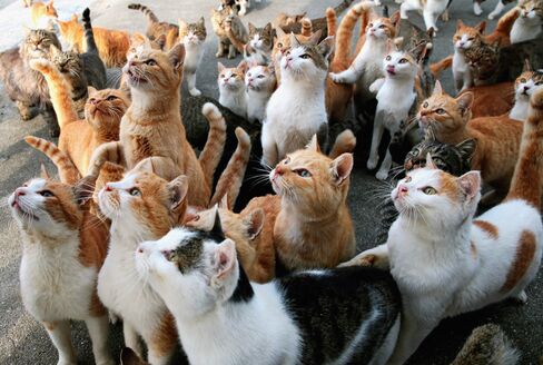 1485303822_japan cat