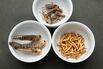 Insects: Our Food Of The Future?