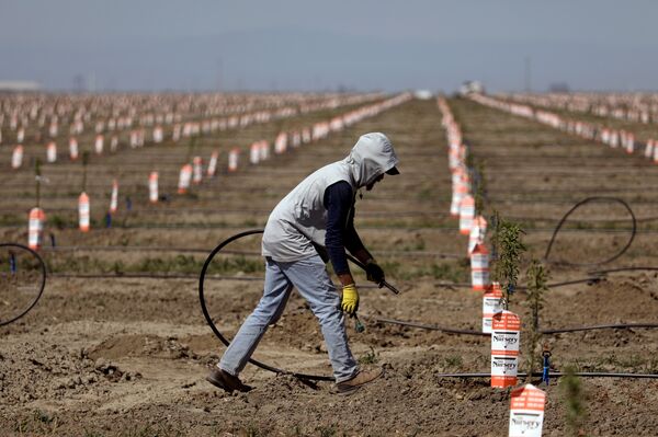 A deepening drought and new regulations are causing some California growers to consider an end to farming.