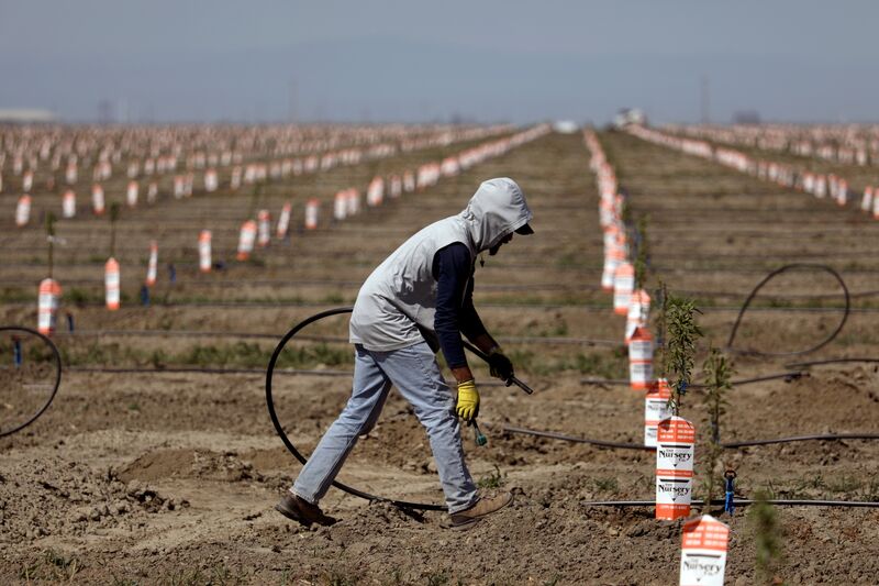 Una sequía cada vez más profunda y las nuevas regulaciones están haciendo que algunos productores de California consideren el fin de la agricultura.