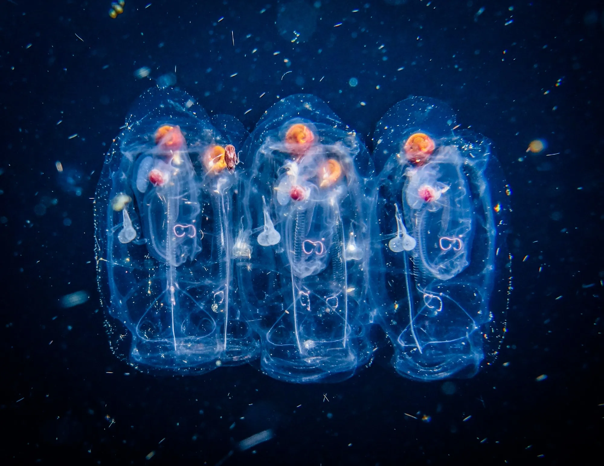 Sea salp