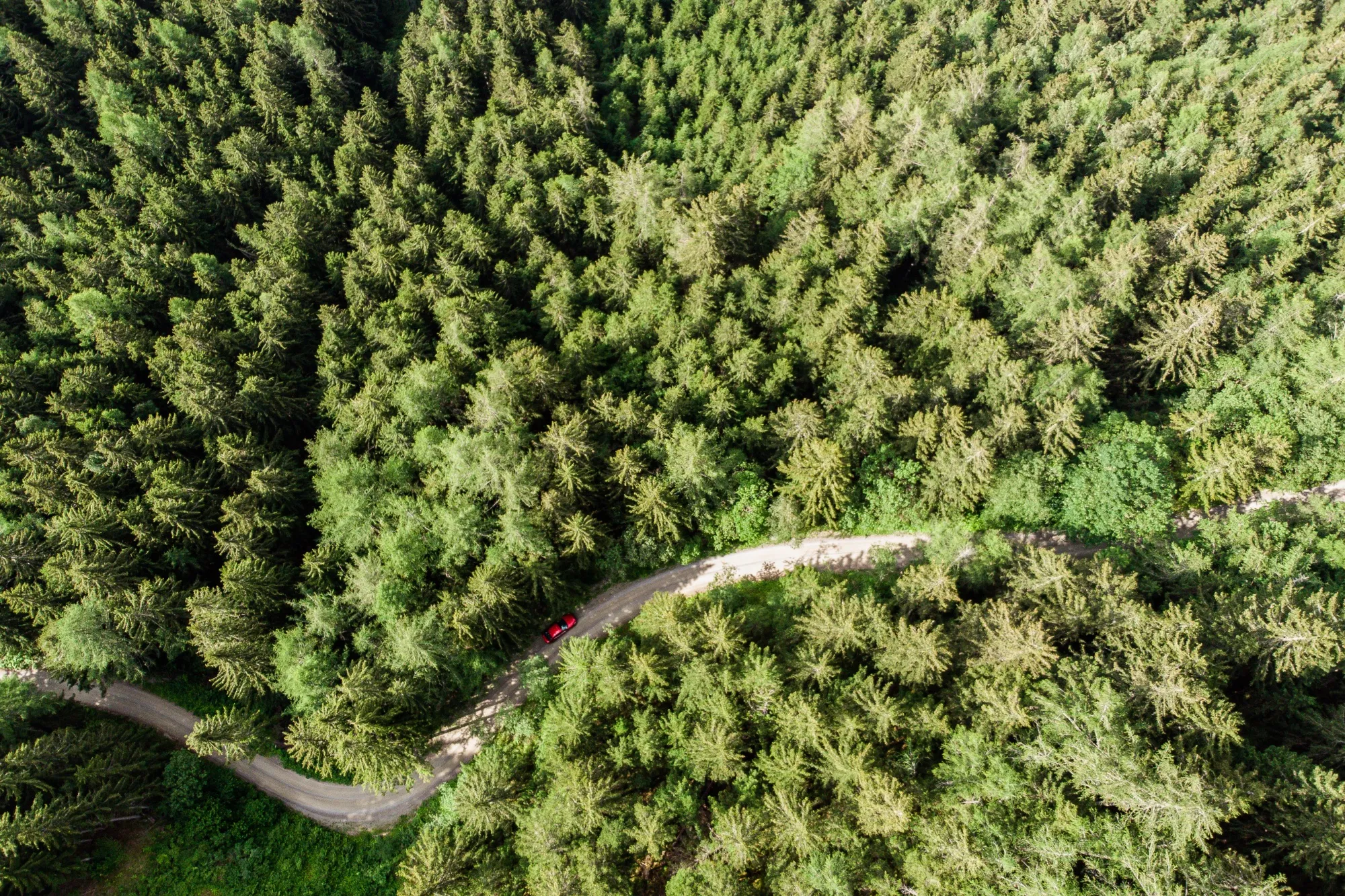 Alpine Forest