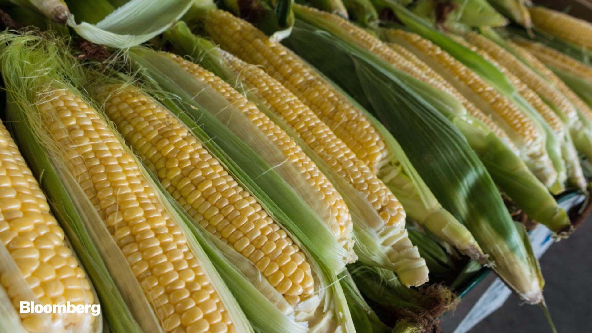 Corn Seeding Rate Chart
