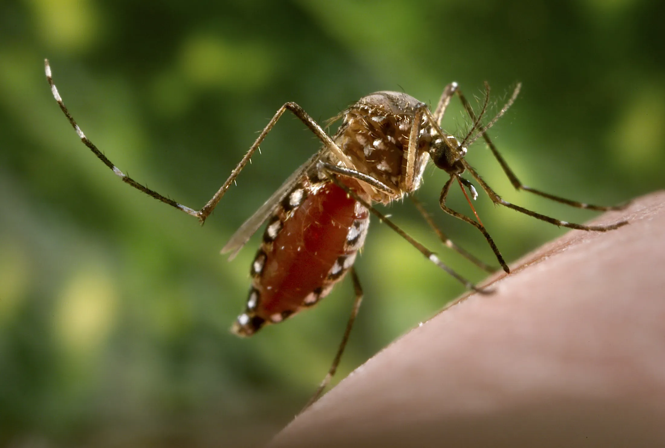 Aedes aegypti mosquitoes are the primary vector responsible for the transmission of Flavivirus Dengue and Dengue hemorrhagic fever.