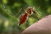 Aedes aegypti Mosquito, Tropical Fever Vector