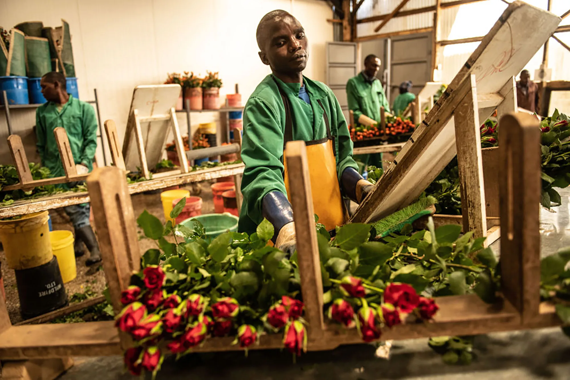 Workers measure roses at a production company in Naivasha, Kenya.