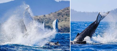 Humpback whales gave the sailors a "tale" to tell during some of the races.