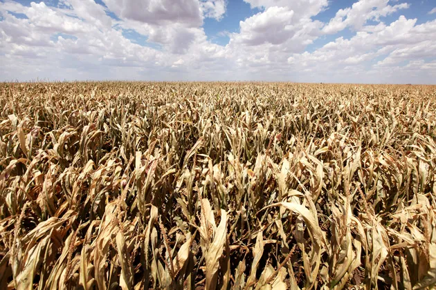 Drought Stalks the Global Food Supply