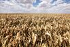 Drought Stalks the Global Food Supply