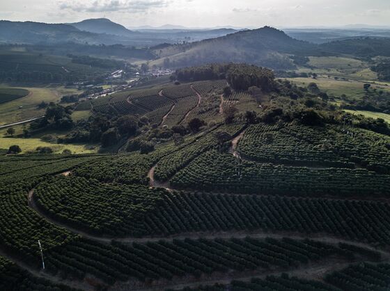As Coffee Gets Cheaper, Brazil Finds Ways to Grow More for Less