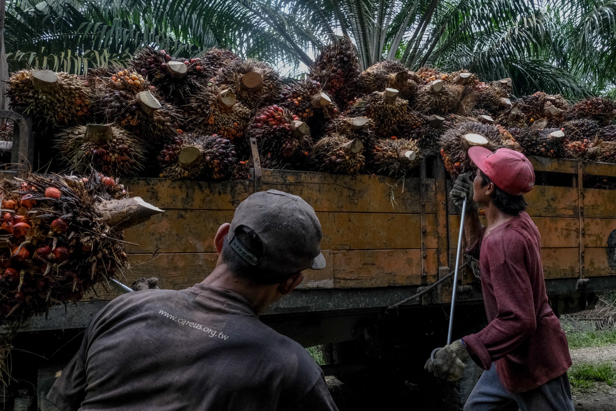 Workers load harvested palm oil fruit in Kapar, Selangor, Malaysia, on&nbsp;Jan. 11.&nbsp;