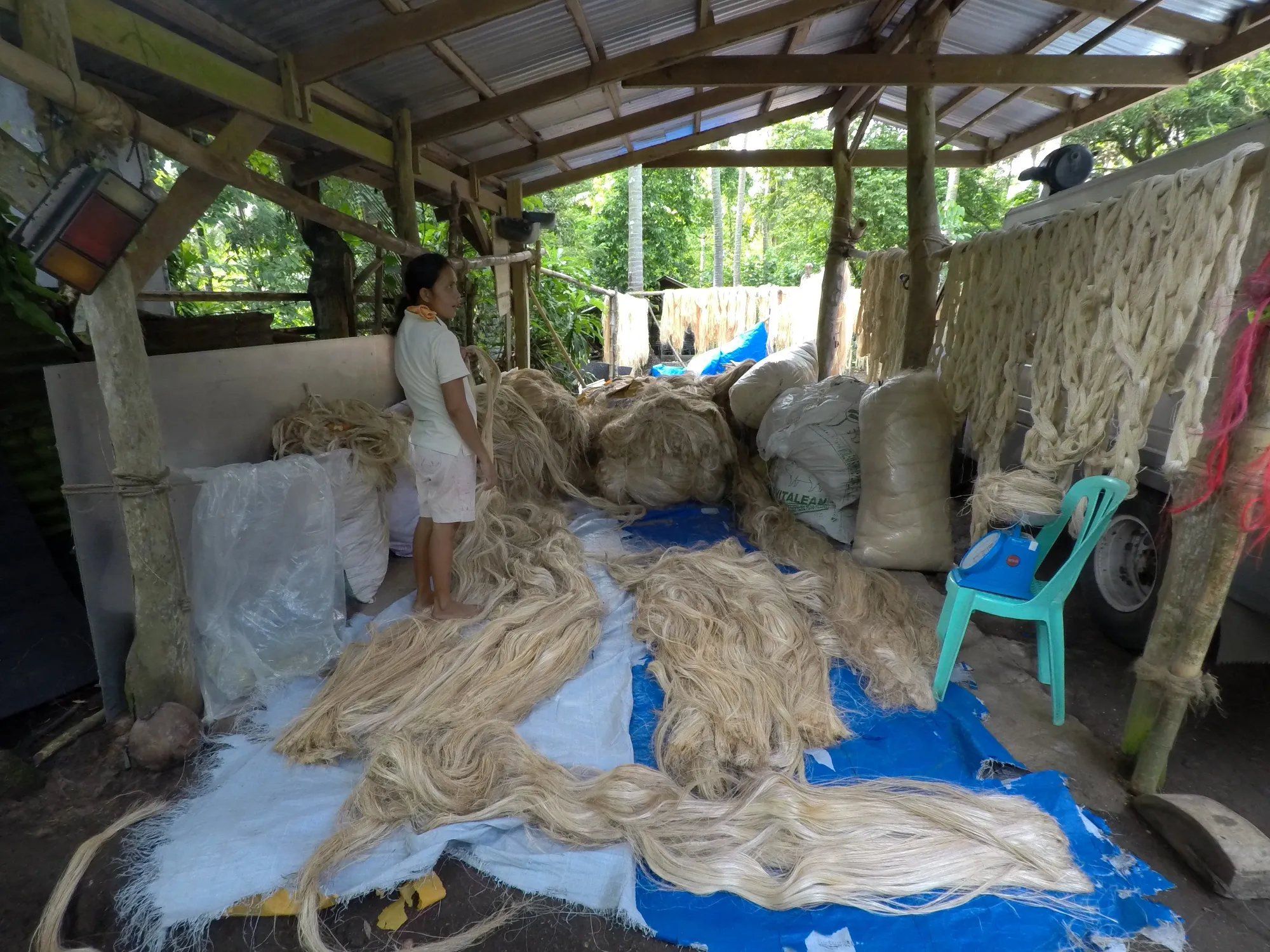 Abaca fiber grading