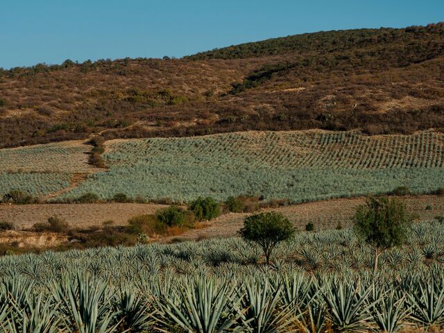 Agave fields outside Santiago Matatlán, Oaxaca.