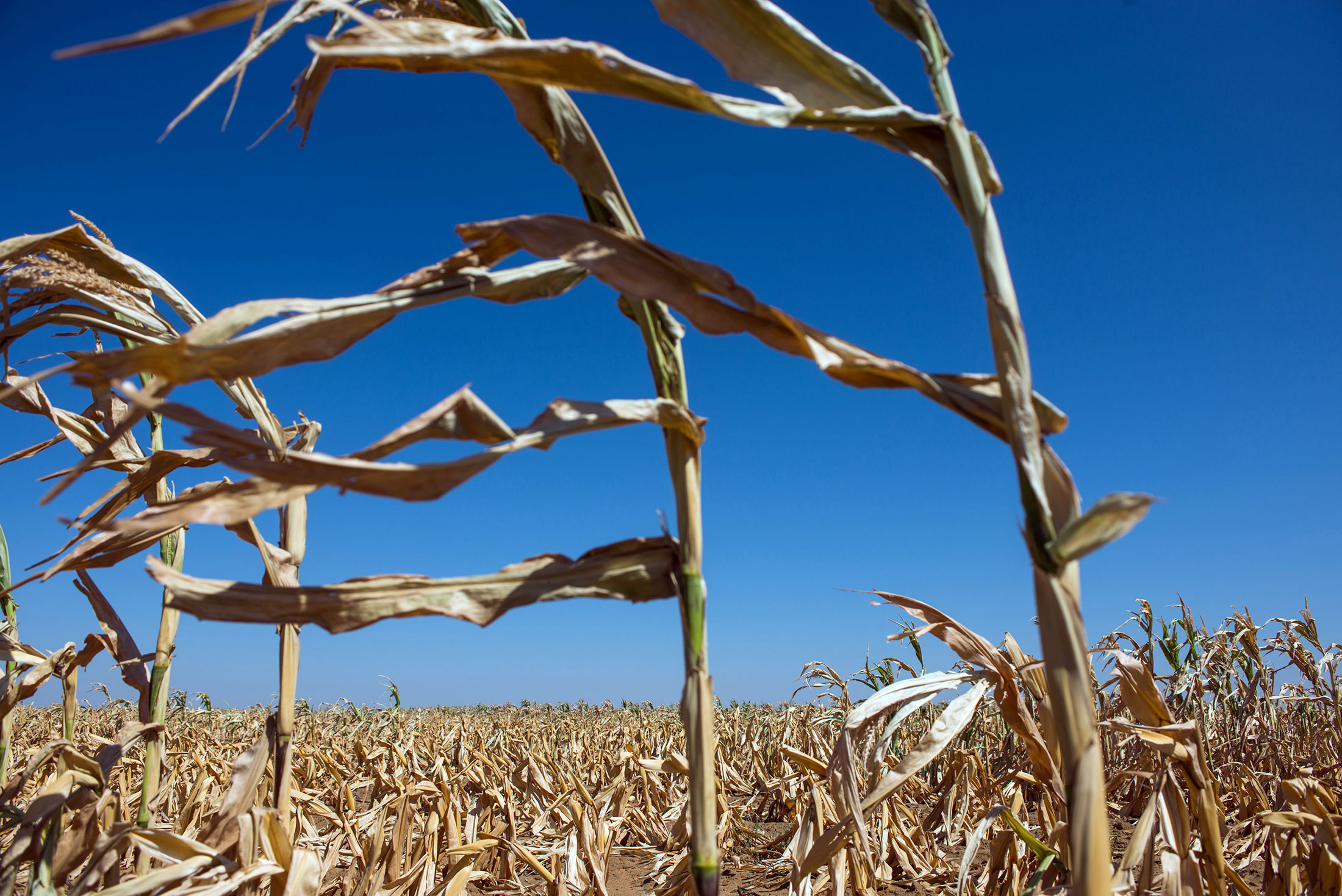 Dried maize corn plants grow in a drought affected field in South Africa.
