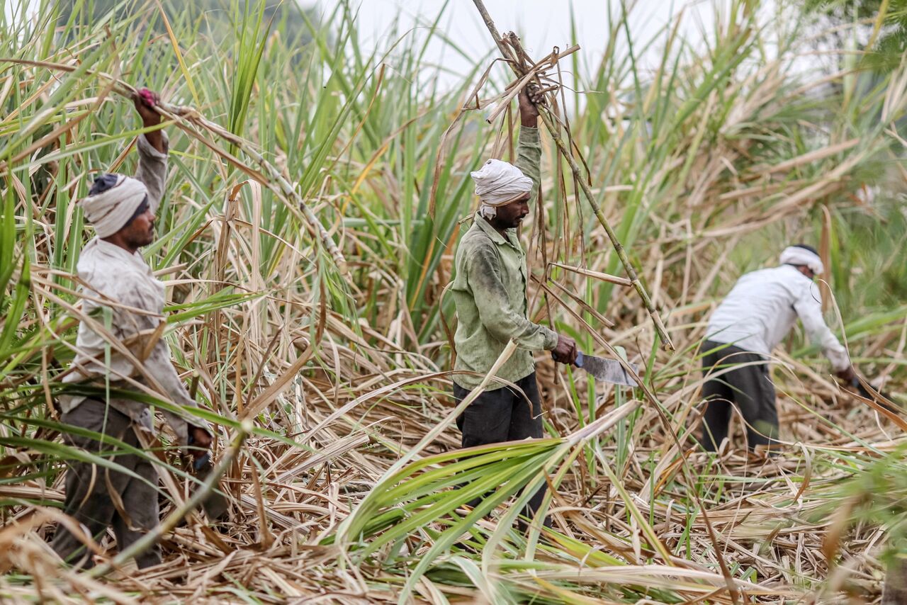 Sugar Market Worries India Will Restrict Shipments After Lower Monsoon ...