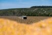 Corn Harvest as Drought Takes Huge Toll