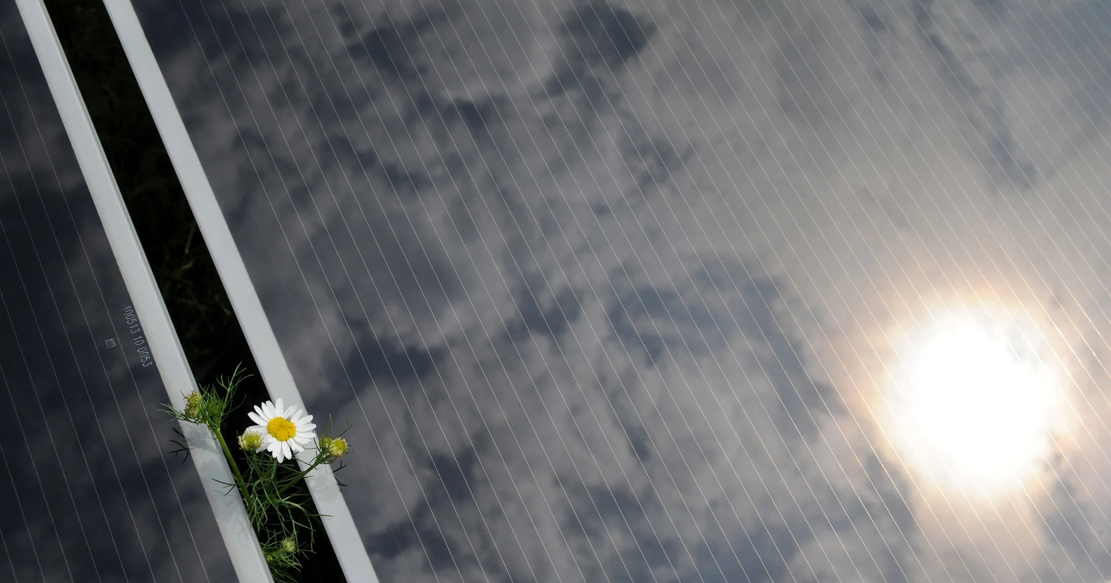A flower is seen between two solar cell