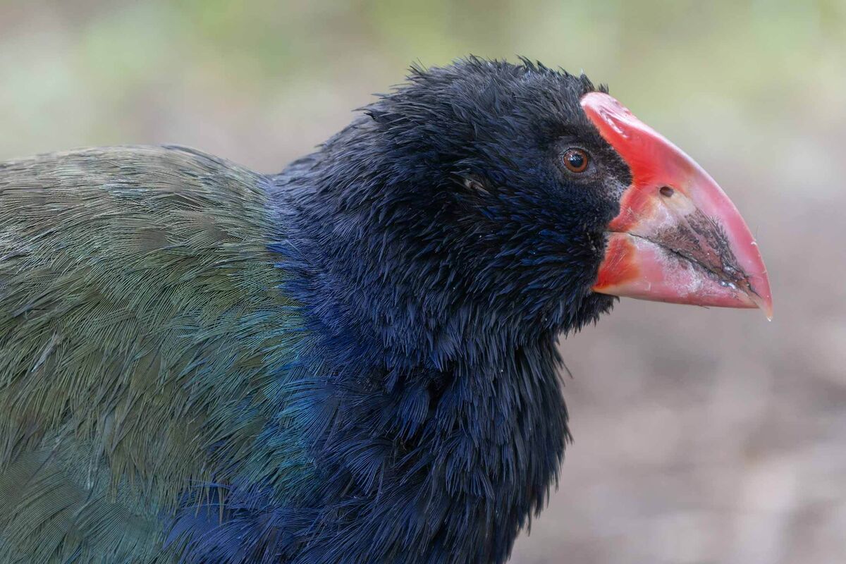 Die Vögel, auf die ich 45 Jahre gewartet habe
