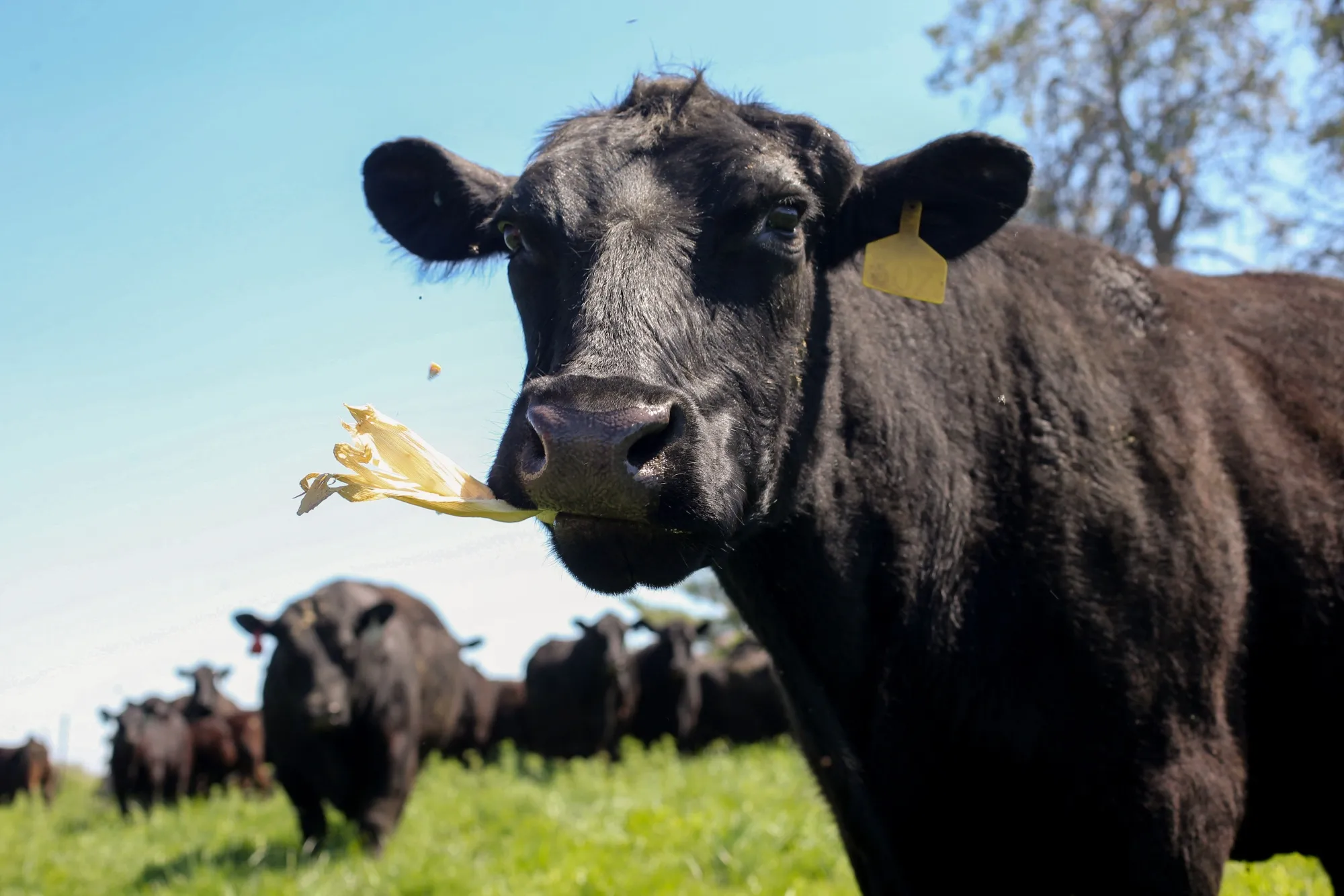 Angus cattle graze at Double G Angus Farm in Tiffin, Iowa,&nbsp;May&nbsp;2025.