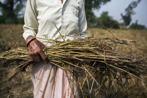 Wheat Production in Uttar Pradesh