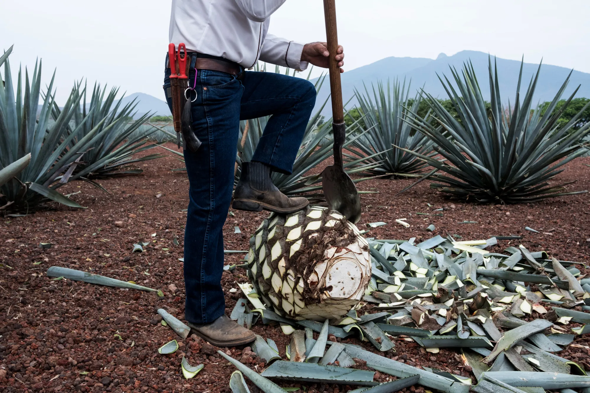 A field worker uses a coa de jima tool to cut the leaves off a blue agave plant during harvest in the town of Tequila, Mexico.