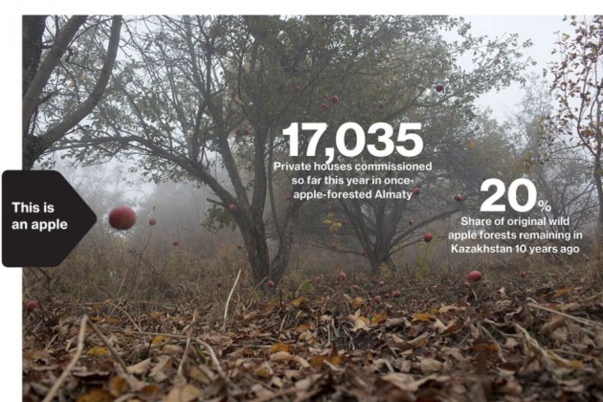 Kazakhstan's Crisis of Vanishing Apples Bloomberg