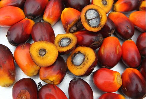 Sifca to Invest $417 Million in West Africa Palm-Oil Expansion