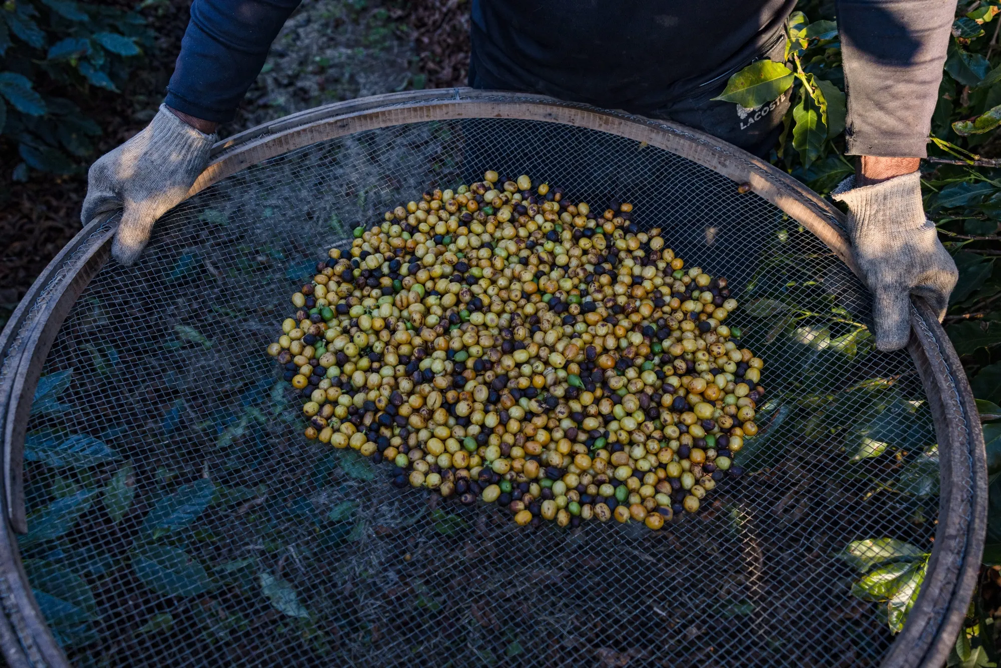 A worker carries coffee cherries during a harvest in Jacutinga, Minas Gerais state, Brazil.