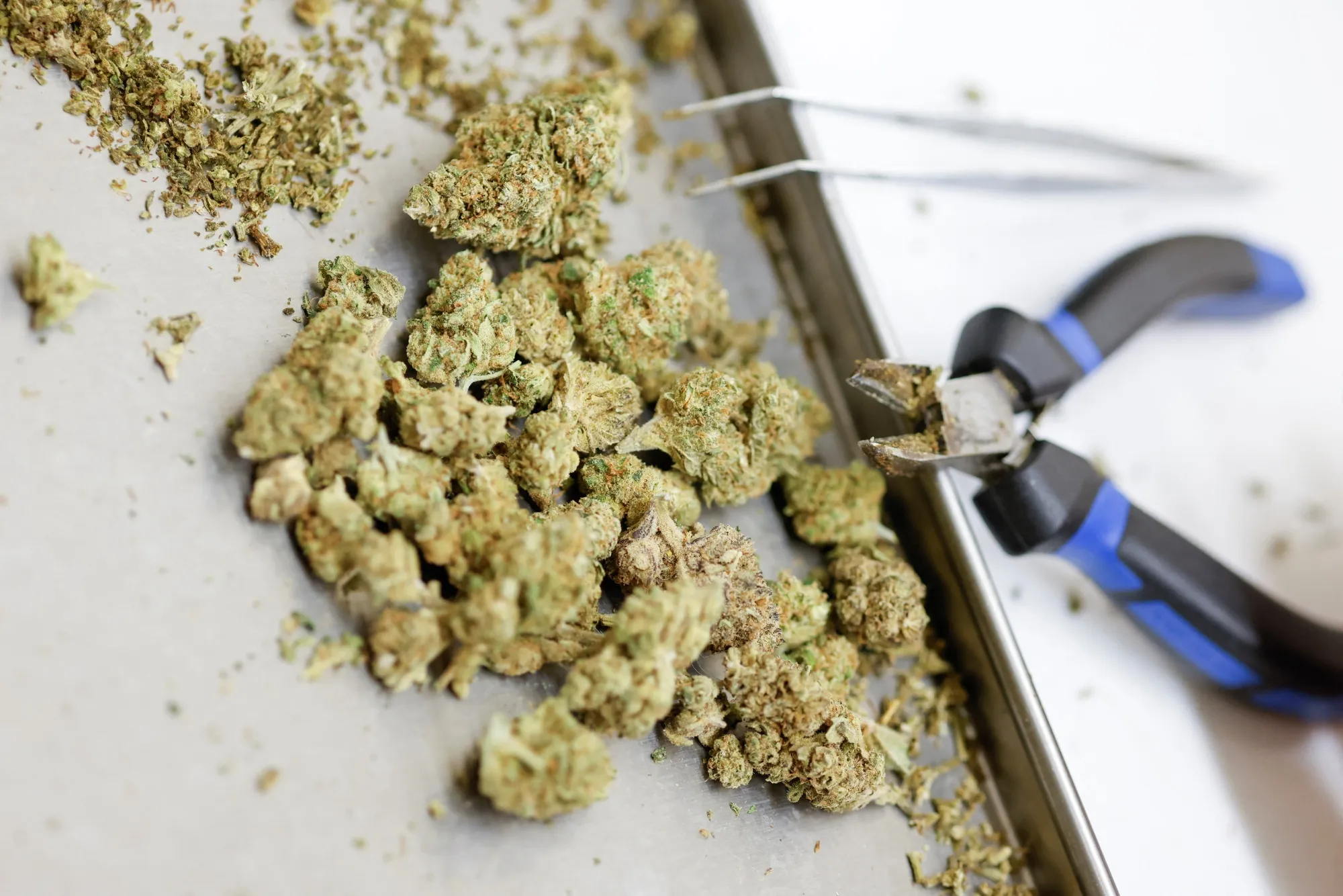 Germany has grown into Europe’s largest medical-cannabis market.