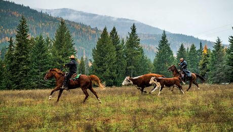 Along for the Ride: INL employee uses endurance equine racing to explore  the great outdoors - Idaho National Laboratory
