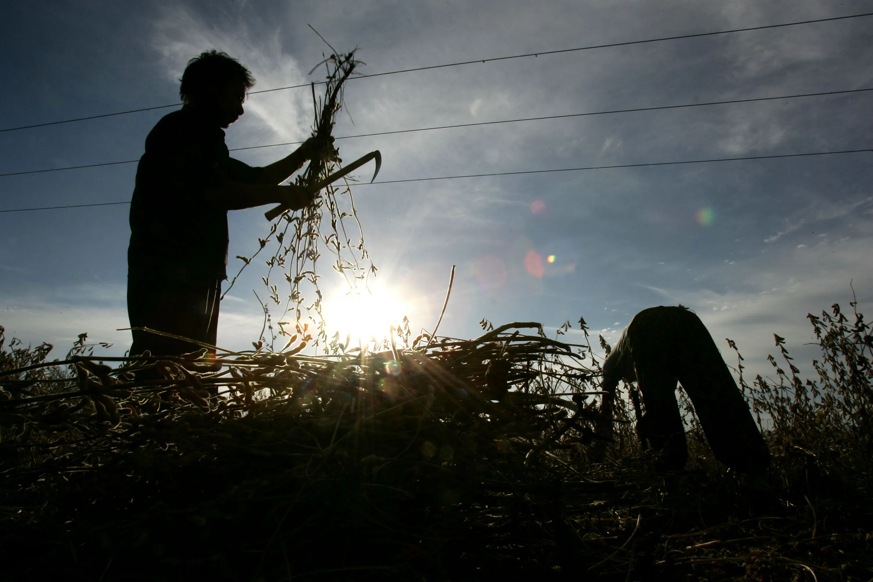 Farmers harvest soybeans&nbsp;in Helong, China.&nbsp;