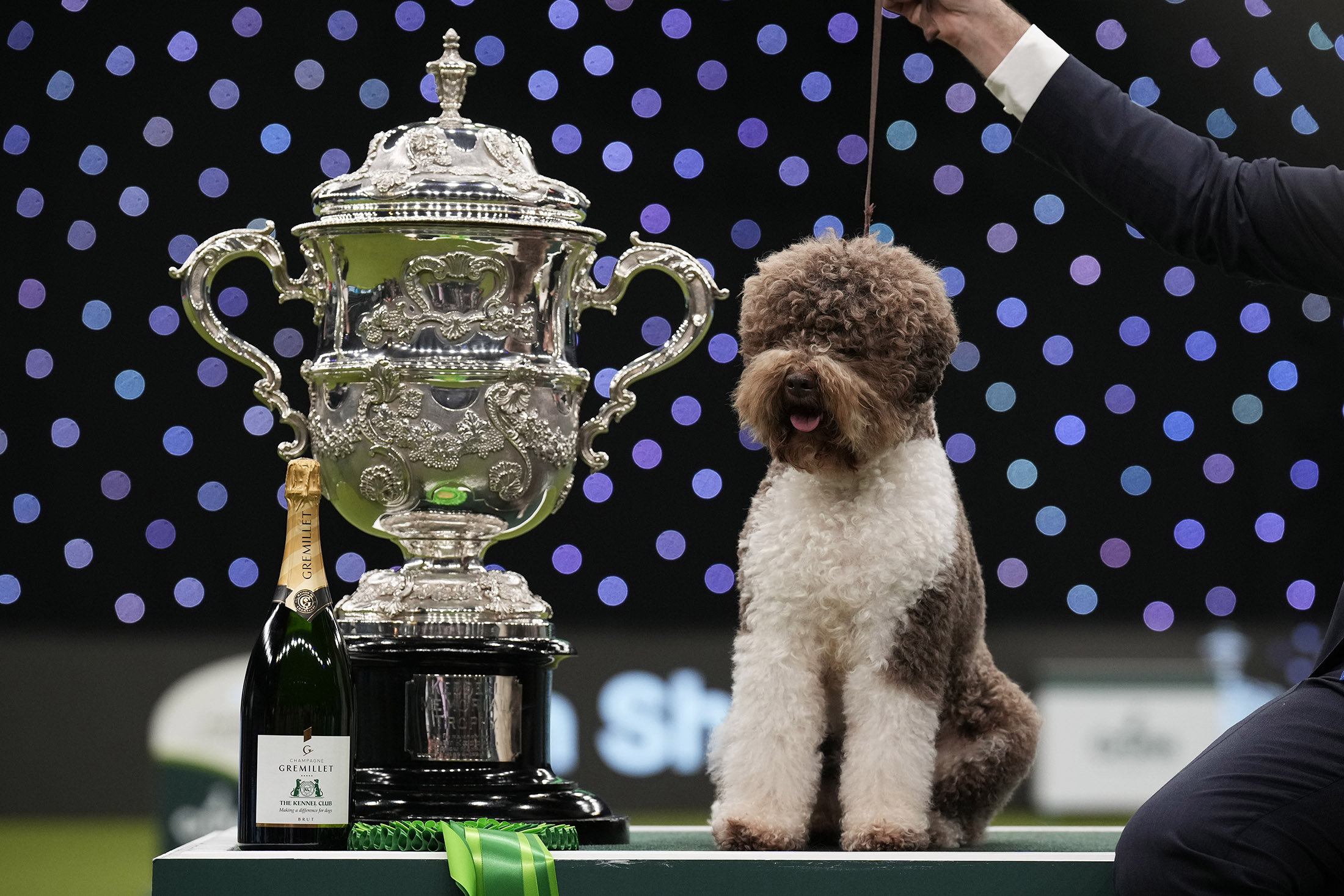 Crufts Dog Show 2023: A Ruthless Competition for Best Retriever, Poodle,  Spaniel - Bloomberg