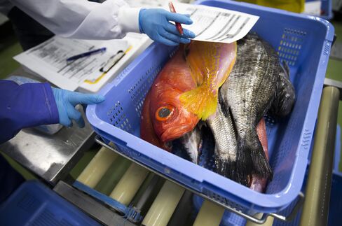 羽田空港内で仕分けされる魚