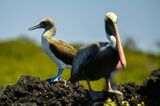 ECUADOR-GALAPAGOS-NATURE-BIRD